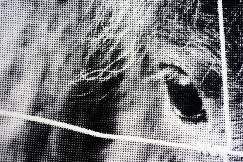 Gallery-88-Pony-bw-close-up